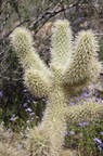Tucson-Esperero Trail 08